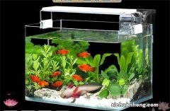 新购买的观赏鱼，长期在鱼缸下水处徘徊，很快就会患病或死鱼