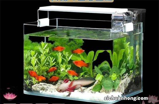 新购买的观赏鱼,长期在鱼缸下水处徘徊,很快就会患病或死鱼