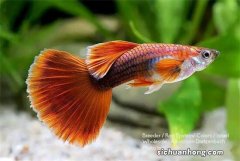 为啥孔雀鱼苗老是死？帮你找了这两个原因