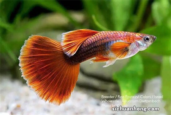 为啥孔雀鱼苗老是死?帮你找了这两个原因