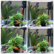 “穷养花、富养鱼”，如何做到穷也养、富也养？养这些花就可以