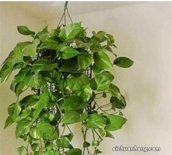 绿萝为什么有的是能长长的藤，有的不长藤？