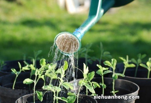 绿萝和吊兰是喜水植物还是厌水植物？为什么会有两种说法？