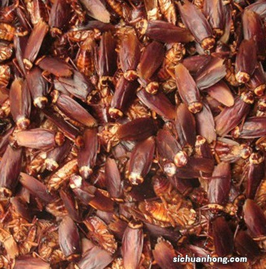 ?中药里有蟑螂治什么病 中药里有蟑螂还可以吃吗