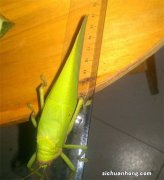 巨拟叶螽是什么 巨拟叶螽是害虫吗