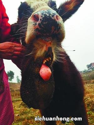 ?美得州多头牛离奇死亡 舌头不翼而飞？