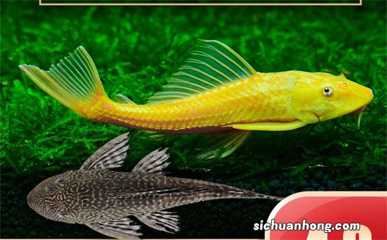 养观赏鱼,鱼缸里放几条“清道夫”鱼必不可少