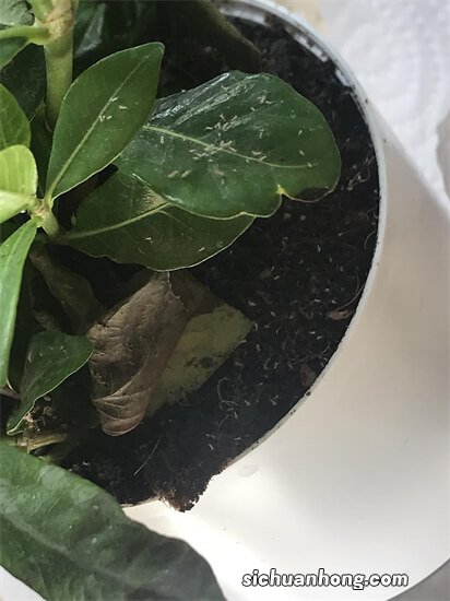 多肉根部从下往上都有白粉病，怎么治？