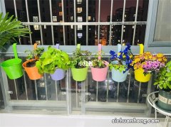 我遇到了种花以来最大的烦恼