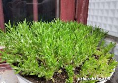 这种垂盆草，长在庄稼地里，农民非常讨厌，却有5大厉害妙用