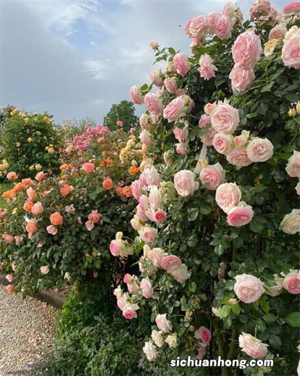 庭院里迎门墙种什么花好？