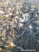 鲤鱼很有营养，怎么养才不死？下面几点要做到