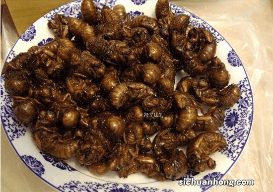 这种虫子你敢吃吗?长得像绿巨人一样是顶级美味