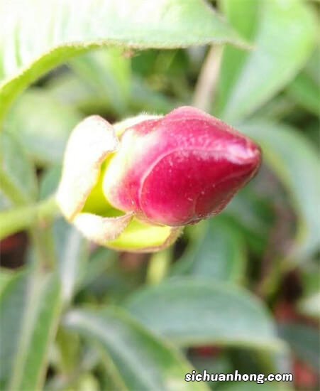 厦门行之四——园林植物园,奇花异草大开眼界,沙生植物刷新认知