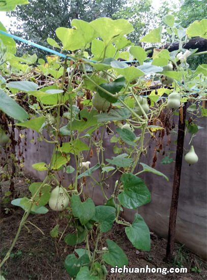 一种像虫子的食物，看着恶心，营养极高，还能美容，你吃过吗