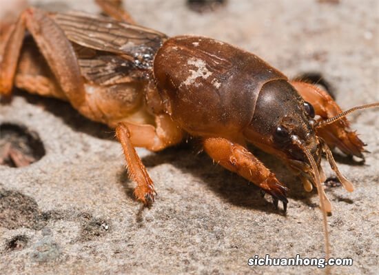 蝼蛄不仅可以吃，还是一位非常好的中药材