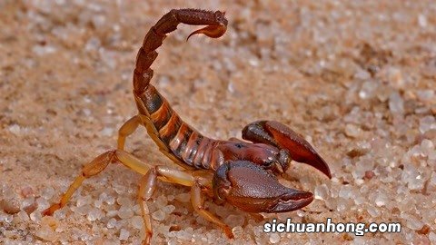 这些虫子你敢吃么？