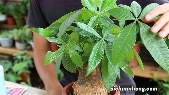 7种吉利花,轻易不开花,老人说开花就是“好兆头”,旺家