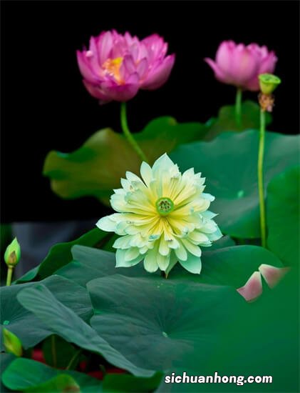 类似白掌的竽类花卉都有哪些?