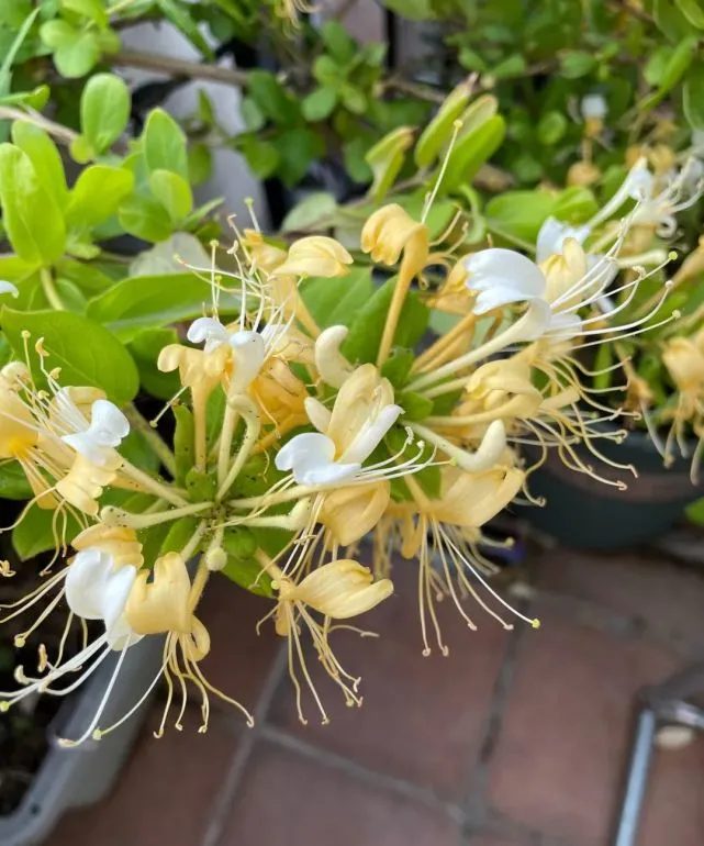 阳台可养“一株它”，能吃能观赏，耐寒耐热，年年开花繁花似锦