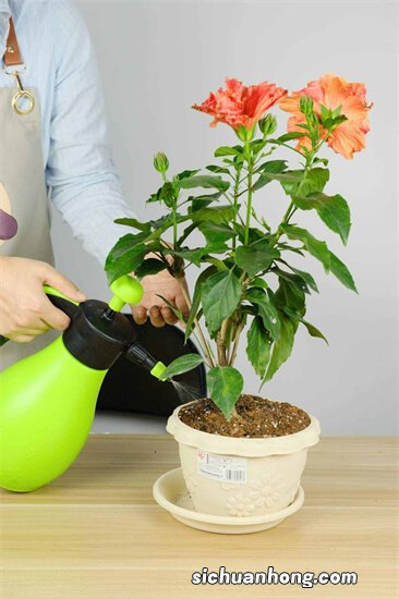 院子里养花，就养“5种”，花多颜值高很好养，变成浪漫小花园