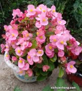 8种洋气花，没光也能开爆花，客厅一放，超级有范