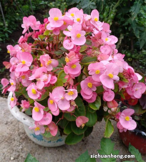 8种洋气花，没光也能开爆花，客厅一放，超级有范