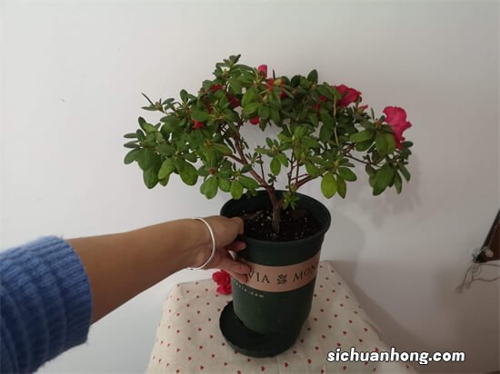 网购杜鹃花，叶子冻蔫了，还能活么？