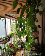 客厅植物摆放有哪些讲究？