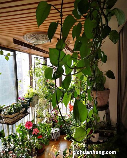 客厅植物摆放有哪些讲究?