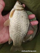 别说小河没大鱼，30米宽的河道，偶遇“潜水艇”，成功上岸