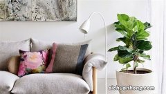 客厅和卧室不能摆放哪些植物？