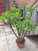 5种霸气威武的“镇宅肉”，却是“有毒肉”，再喜欢也别在家养