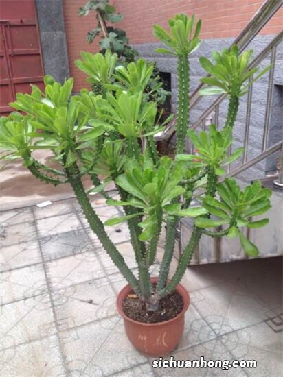 5种霸气威武的“镇宅肉”，却是“有毒肉”，再喜欢也别在家养