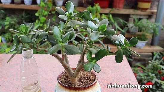 养玉树盆景，做好“一步”就行了，叶肥厚翠绿，更快变霸气老桩