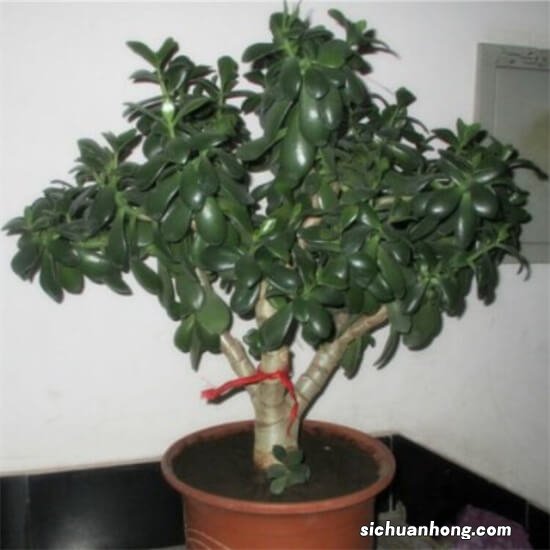 快过年了，买这5种花，摆在客厅能镇宅，能装饰，能招财