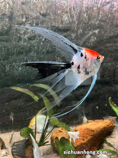 用一个夏天让孔雀鱼泛滥成灾,饲养观赏鱼真谛就此到手,收藏好