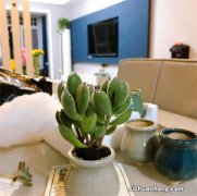 这个五月，让多肉的绚丽多彩来治愈一切不美好吧