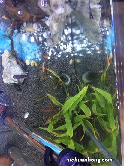 鱼缸里种什么种类的水草最容易打理? ？