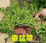 3种野生植物，种在家里镇宅，养3个月花盆装不下，繁殖10几棵