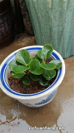 通过叶子认识植物，只是一项新技能