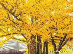 五种“阳气重”的家养植物，种家中“补阳气”，你知道是哪五种吗