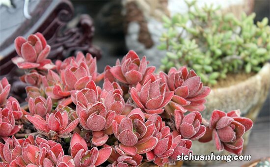 多肉植物变漂亮的技巧
