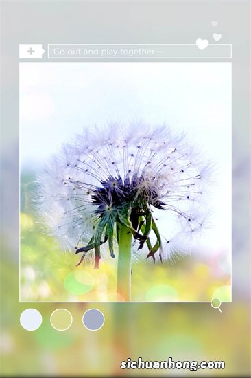 4种“肝脏草”遍布农村，识货的人常去收割，你还不知道珍贵？