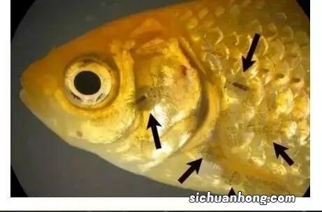 自家养的鱼状态不好？这4大常见异常表现，教您如何救治处理