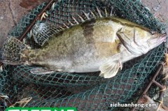 农村河里的野生桂鱼价格高涨，为什么现在很难吃到这种野生桂鱼了？