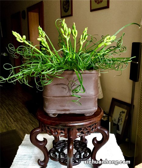 家里的花草，当然不能跟外面那些庸脂俗粉一样
