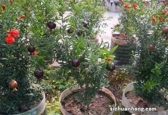 养花不如养它,车厘子盆栽种植方法,简单几点,车厘子结果挂满枝