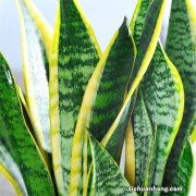 养花肥料怎么配？