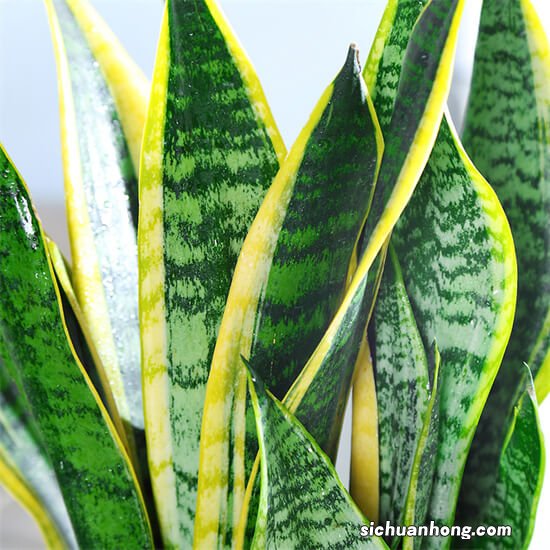 养花肥料怎么配？